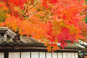 惠比寿屋人力观光车 京都东山店