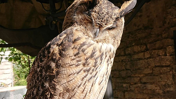 汤布院猫头鹰之森林