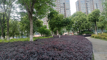 亲子公园-植物科普园