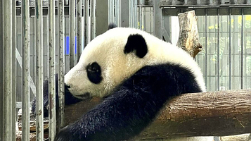 熊猫乐园