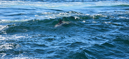 Granite State Whale Watch