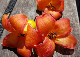 包瓦利游客中心