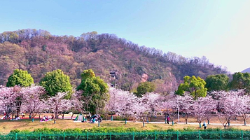 南京幕燕滨江风貌区樱花观赏区
