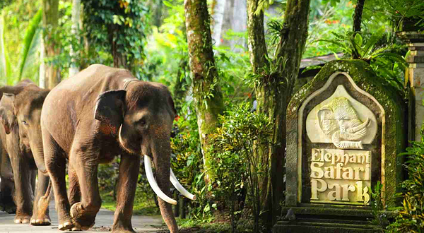 巴厘岛大象公园