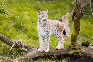 温比思奈得野生动物园
