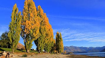 Waterfall Creek Track