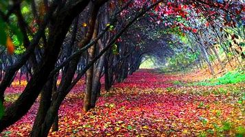 大汉上林苑(杜陵)文化生态景区