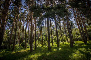 Almaty Botanical Gardens