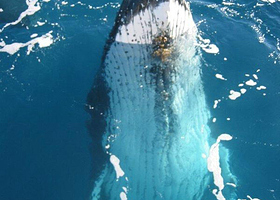 海豚岛天阁露玛度假村
