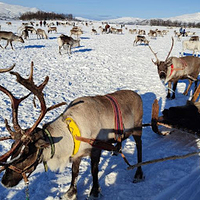 Tromso Arctic Reindeer / Sami Arctic Reindeer