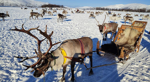 Tromso Arctic Reindeer / Sami Arctic Reindeer