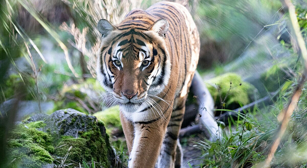 林地公园动物园