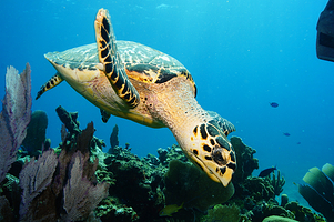 坎昆Total潜水中心