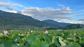 腾冲市荷花湾花海景区