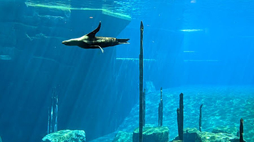 纽伦堡动物园海豚馆