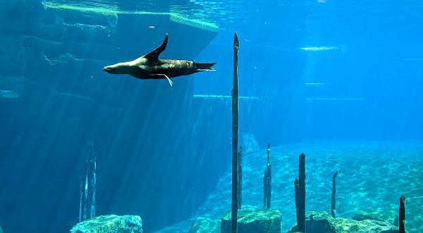 纽伦堡动物园海豚馆