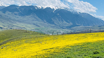 新疆琼库什台大草原