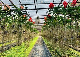 Sai Nam Phung兰花园