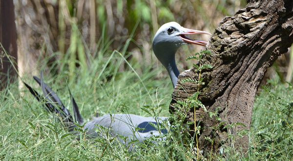 Ann van Dyk Cheetah Centre