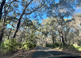 博拉纳普考里树森林