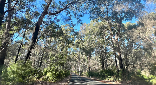 博拉纳普考里树森林