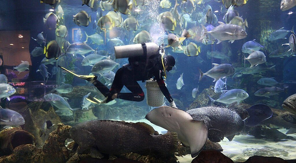 河内时代之城水族馆