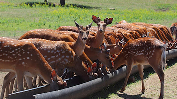 Форест Фарм Forest Farm