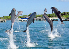 女人岛海豚活动中心