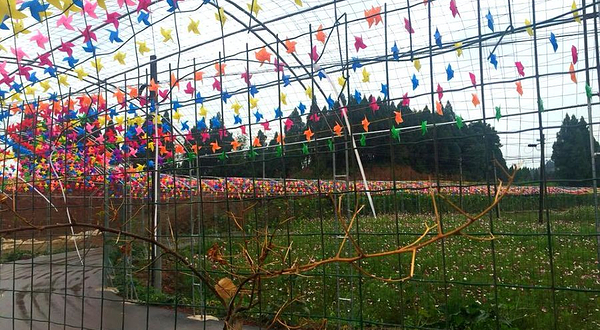 天荷旅游度假区