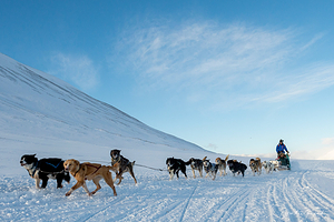 Green Dog Svalbard