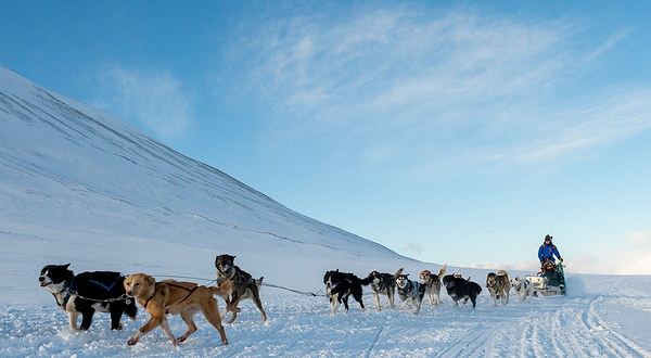 Green Dog Svalbard