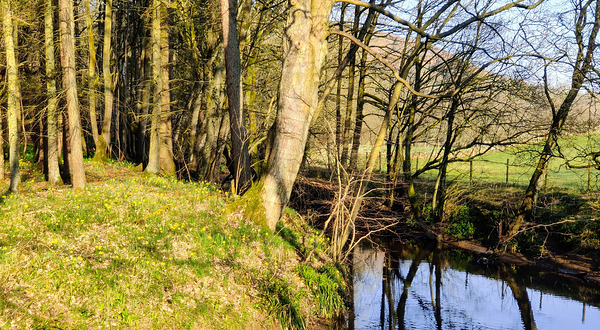 北约克沼泽国家公园