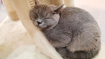 柴柯兔斯基·猫咖狗咖兔咖小香猪萌宠互动馆