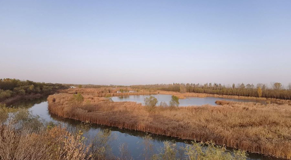 龙居黄河森林旅游区