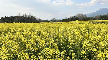 腾冲石墙温泉度假村有限公司