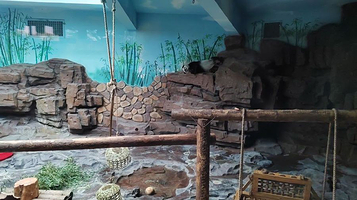 济南野生动物世界-熊猫馆