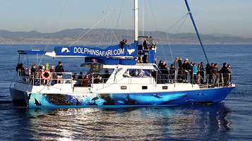 戴维船长的观鲸&海豚之旅