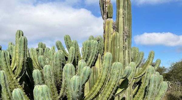 Tula Botanical Garden