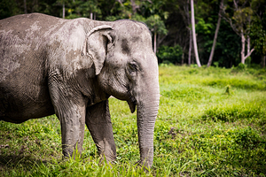Phuket Elephant Sanctuary
