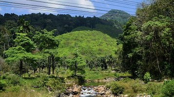 Ton Pariwat Wildlife Conservation Area