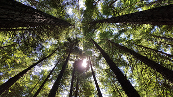 水泥溪红木森林