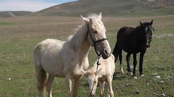 Kulatovskaya Sel'skaya Uprava