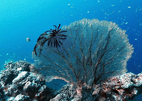 Mu Ko Surin National Park