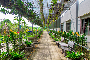 Sim Sơn Phú Quốc