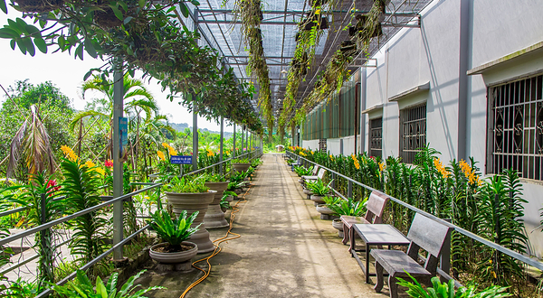 Sim Sơn Phú Quốc