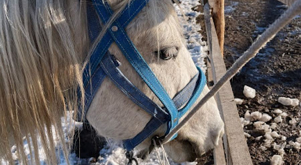 Konnyye Progulki Barkhat