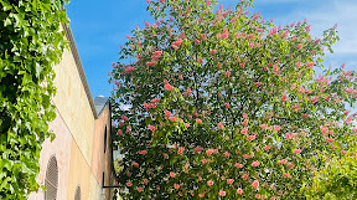 塞哥维亚植物园