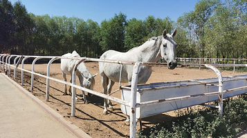 恒尚伯骏马术俱乐部