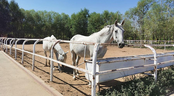 恒尚伯骏马术俱乐部