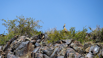 泰姆格里考古景观岩刻